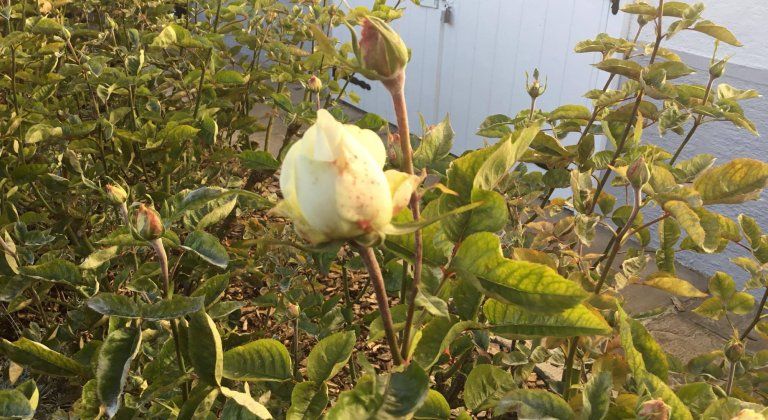 14859398_1141777689191638_1630663059_o