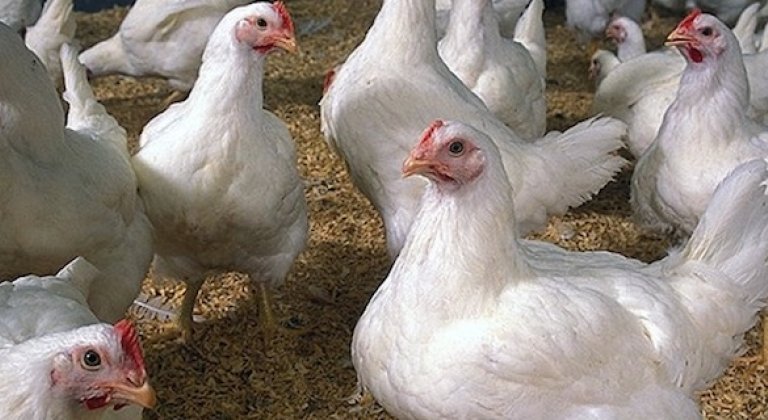 Chovatelia hydiny pozor, v Šamoríne máme vtáčiu chrípku Chovatelia hydiny pozor, v Šamoríne máme vtáčiu chrípku