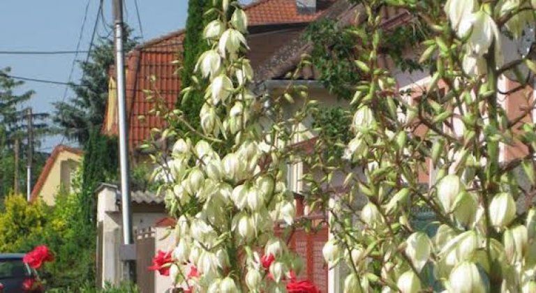 Foto čitateľa: Toto je ozdoba mojej záhrady