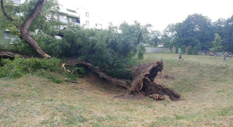 Mesto: Za padnutý strom nemôžeme