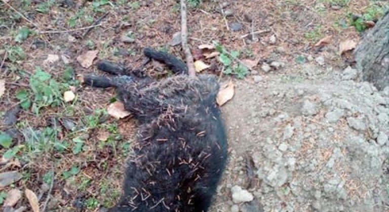 Výzva: Hľadajú sa svedkovia Výzva: Hľadajú sa svedkovia