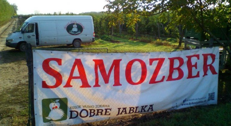 samozber jablka