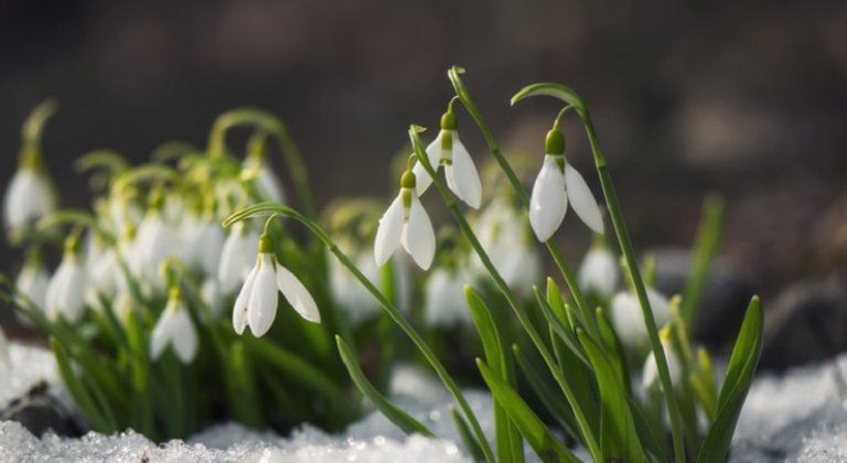 Snowdrop flowers blooming in winter