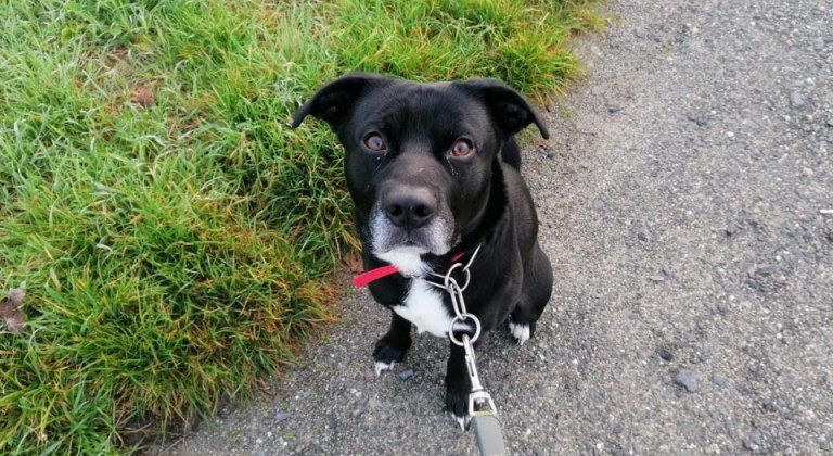 V šamorínskych kotercoch je o psíkov postarané