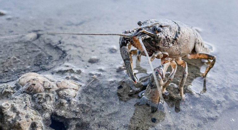 Na Dunaji vyplavilo tisíce mŕtvych rakov a rýb. Indície vedú do Gabčíkova, vodohospodári tvrdia, že o ničom nevedia