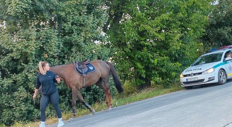 Splašeného koňa pri Šamoríne skrotila šikovná policajtka