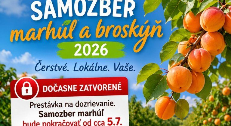 Ovocná sezóna v okolí Šamorína pokračuje. Po čerešniach prídu marhule a broskyne Ovocná sezóna v okolí Šamorína pokračuje. Po čerešniach prídu marhule a broskyne