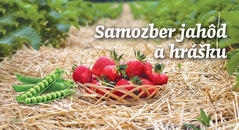 Pri Šamoríne pokračuje samozber jahôd. Cez víkend si nazbierate už len hrach Pri Šamoríne pokračuje samozber jahôd. Cez víkend si nazbierate už len hrach