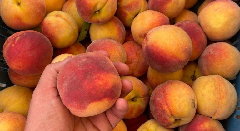 Samozber broskýň pri Šamoríne otvoria vo štvrtok ráno