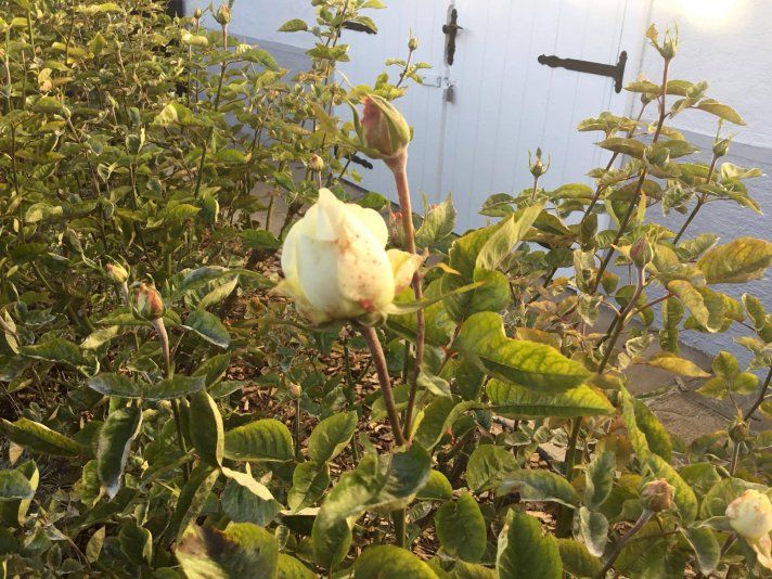 14859398_1141777689191638_1630663059_o