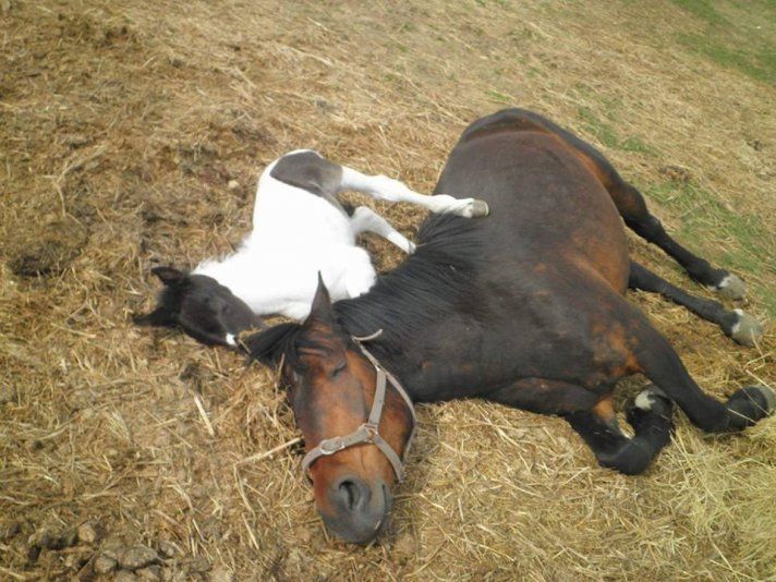 Ranč Black white horse: Pomôžte darčekovou poukážkou chorým deťom