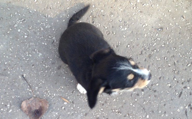 Hľadá sa majiteľ malého šteniatka