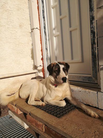 Hľadá sa nový domov pre fenku Karu Hľadá sa nový domov pre fenku Karu