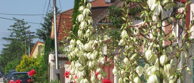 Foto čitateľa: Toto je ozdoba mojej záhrady Foto čitateľa: Toto je ozdoba mojej záhrady