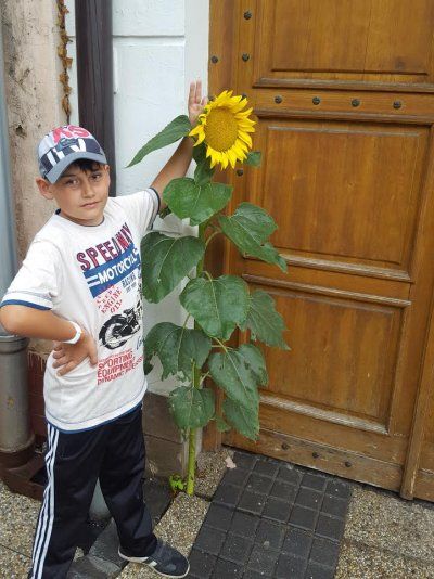 Foto čitateľa: Slnečnica v centre mesta