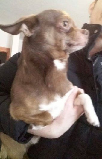 Psík hľadá novú rodinu