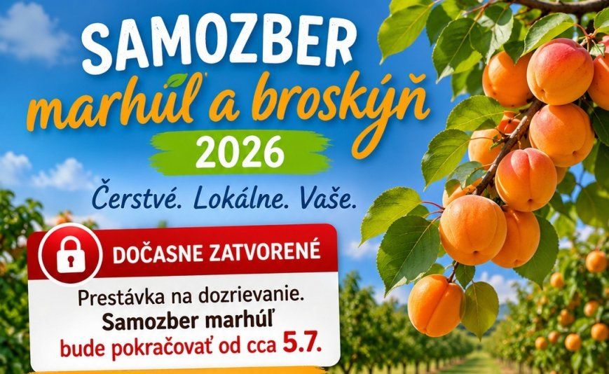 Ovocná sezóna v okolí Šamorína pokračuje. Po čerešniach prídu marhule a broskyne Ovocná sezóna v okolí Šamorína pokračuje. Po čerešniach prídu marhule a broskyne