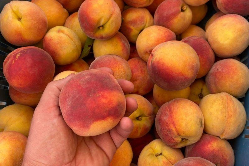 Samozber broskýň sa začne už v stredu. Ovocie si môžete nazbierať priamo zo stromov