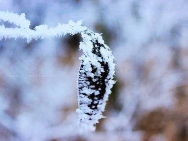 Foto čitateľky: Frozen