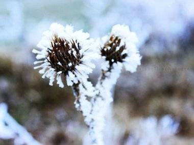 Foto čitateľky: Frozen