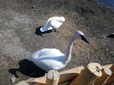 Malkia Park len pár minút od Šamorína sa stále zväčšuje