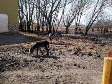 Malkia Park len pár minút od Šamorína sa stále zväčšuje