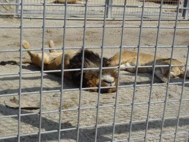 Malkia Park len pár minút od Šamorína sa stále zväčšuje