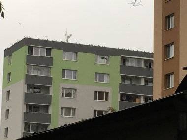 Otvorený list ohľadne premnožených holubov