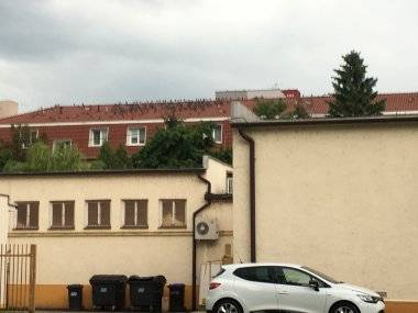 Otvorený list ohľadne premnožených holubov