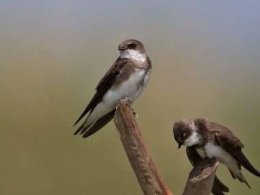 Spevnená hrádza Vtáčieho ostrova prilákala vzácne brehule Spevnená hrádza Vtáčieho ostrova prilákala vzácne brehule