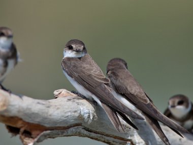 Spevnená hrádza Vtáčieho ostrova prilákala vzácne brehule Spevnená hrádza Vtáčieho ostrova prilákala vzácne brehule