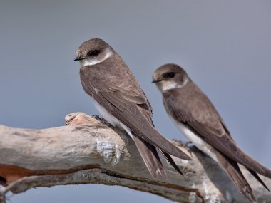 Spevnená hrádza Vtáčieho ostrova prilákala vzácne brehule Spevnená hrádza Vtáčieho ostrova prilákala vzácne brehule