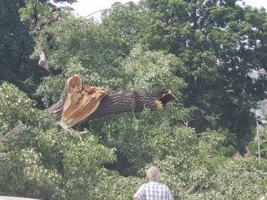 Spadnutý strom poškodil autá