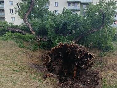 Spadnutý strom poškodil autá