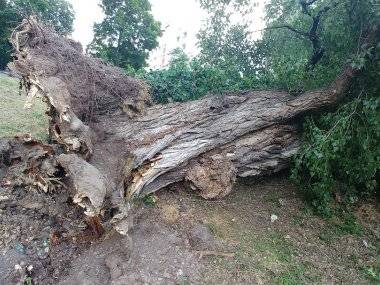 Spadnutý strom poškodil autá