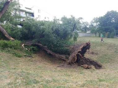 Spadnutý strom poškodil autá