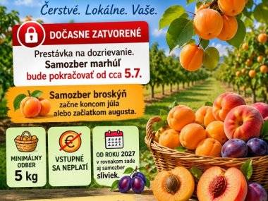 Ovocná sezóna v okolí Šamorína pokračuje. Po čerešniach prídu marhule a broskyne Ovocná sezóna v okolí Šamorína pokračuje. Po čerešniach prídu marhule a broskyne